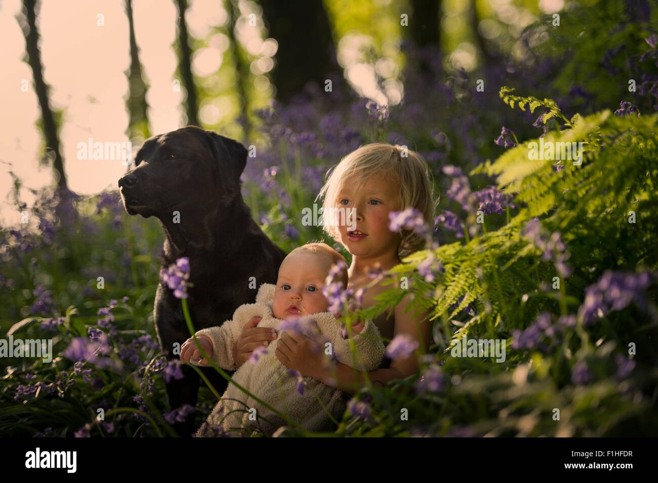 Kleiner Junge sitzt mit Babyschwester und Hund im Wald Glockenblume Stockfoto