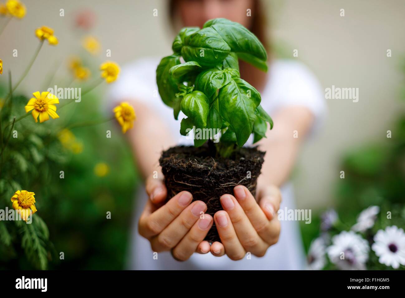 Blick auf Frau mit Basilikum Pflanze in der hohlen Hand abgeschnitten Stockfoto