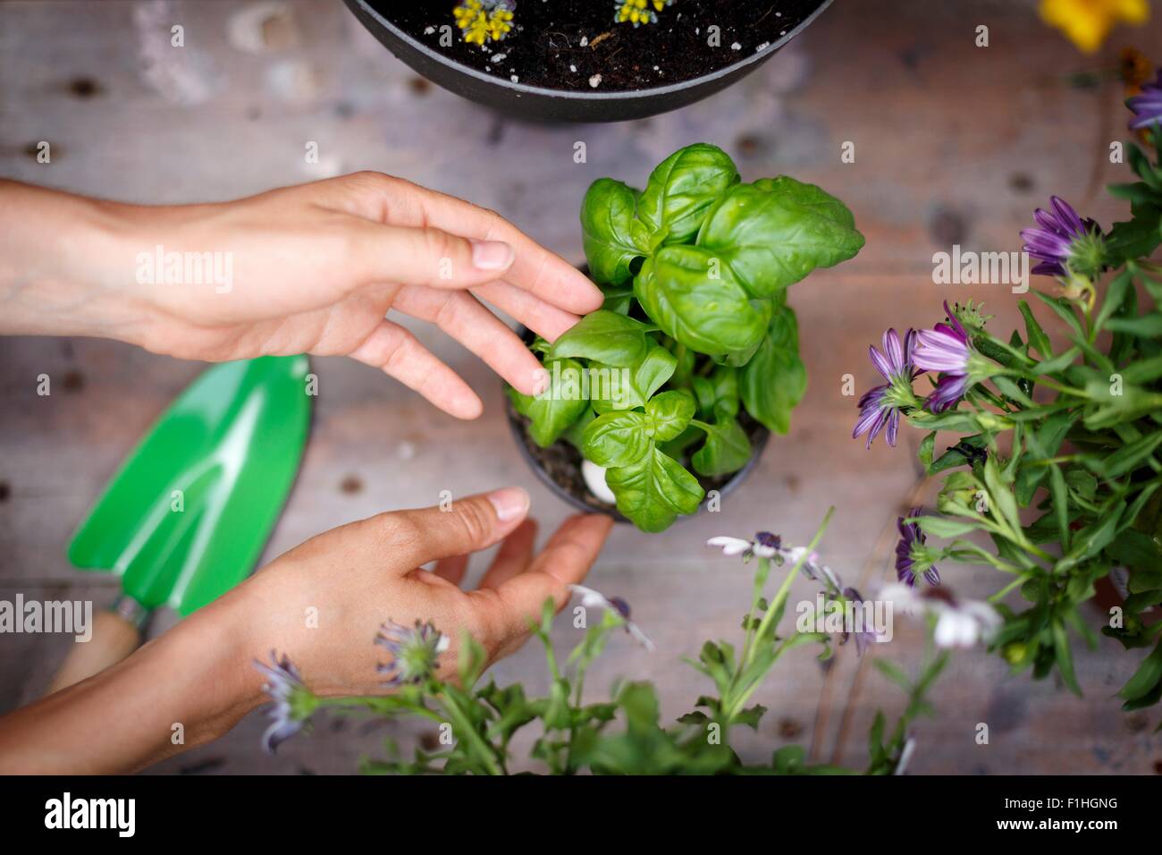 Erhöhte Ansicht der Hände berühren Basilikum Pflanze Stockfoto