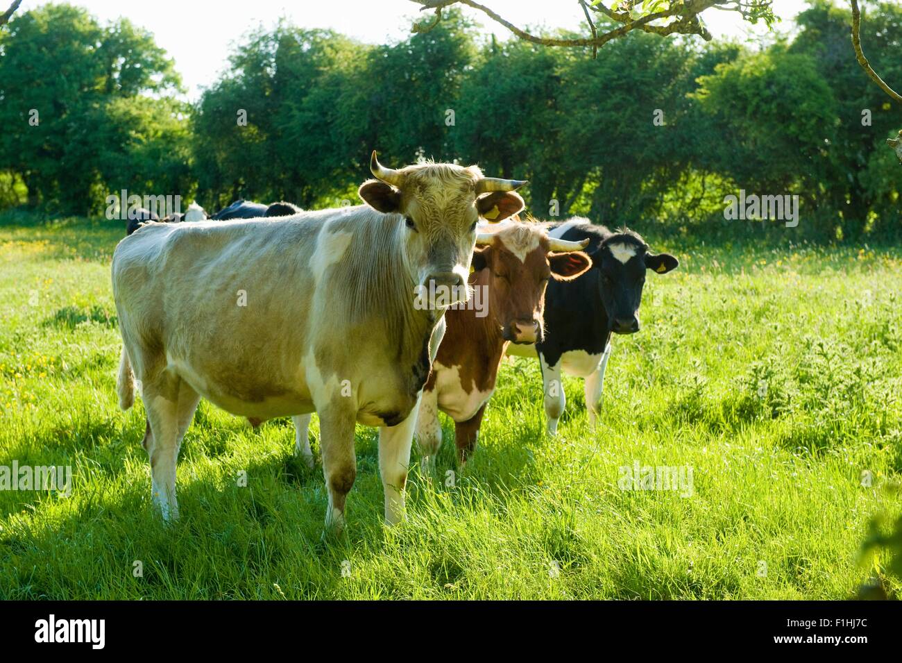 Porträt von drei Kühe auf der Wiese Stockfoto