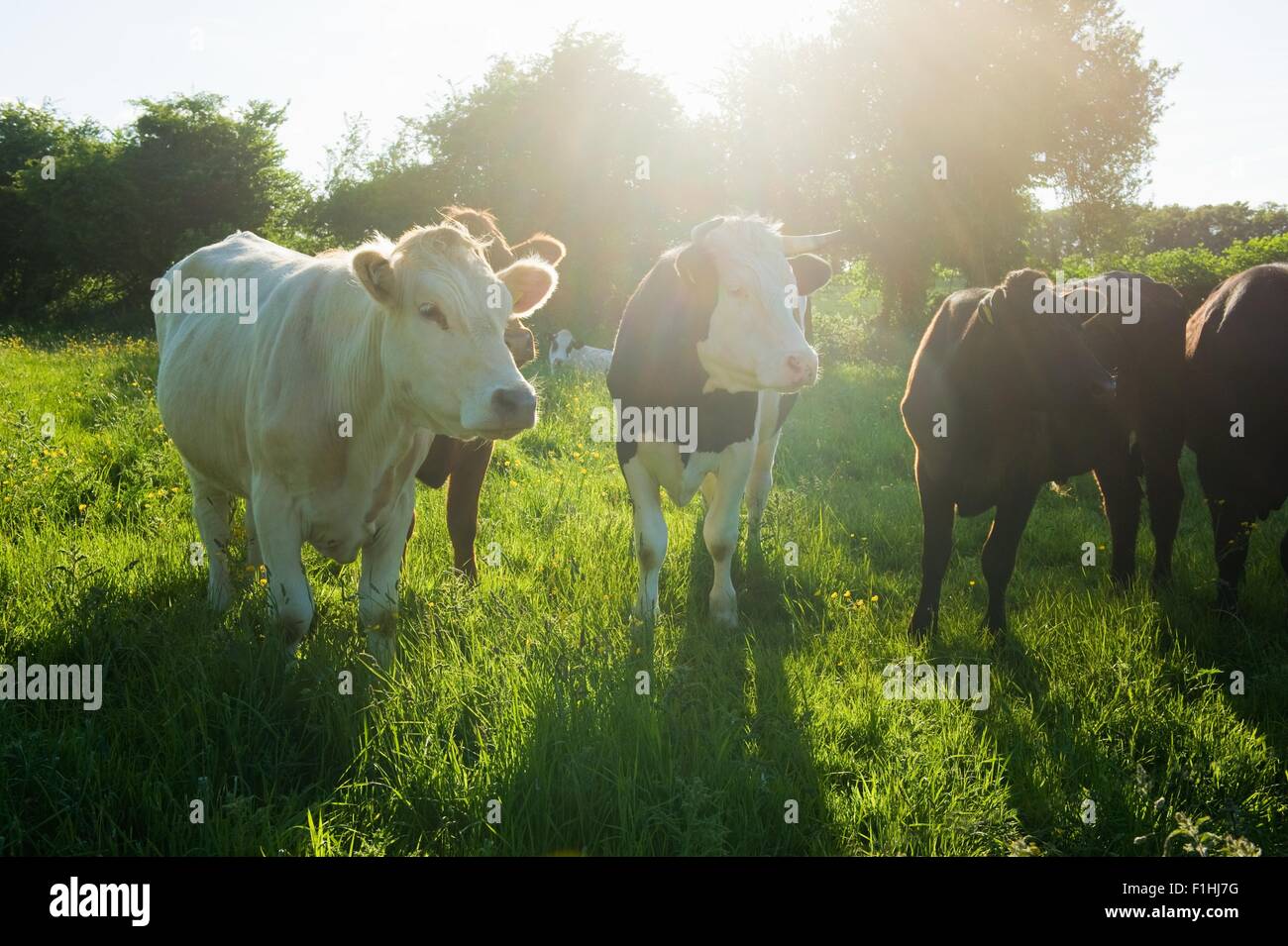 Porträt einer kleinen Gruppe von Kühen im sonnigen Wiese Stockfoto