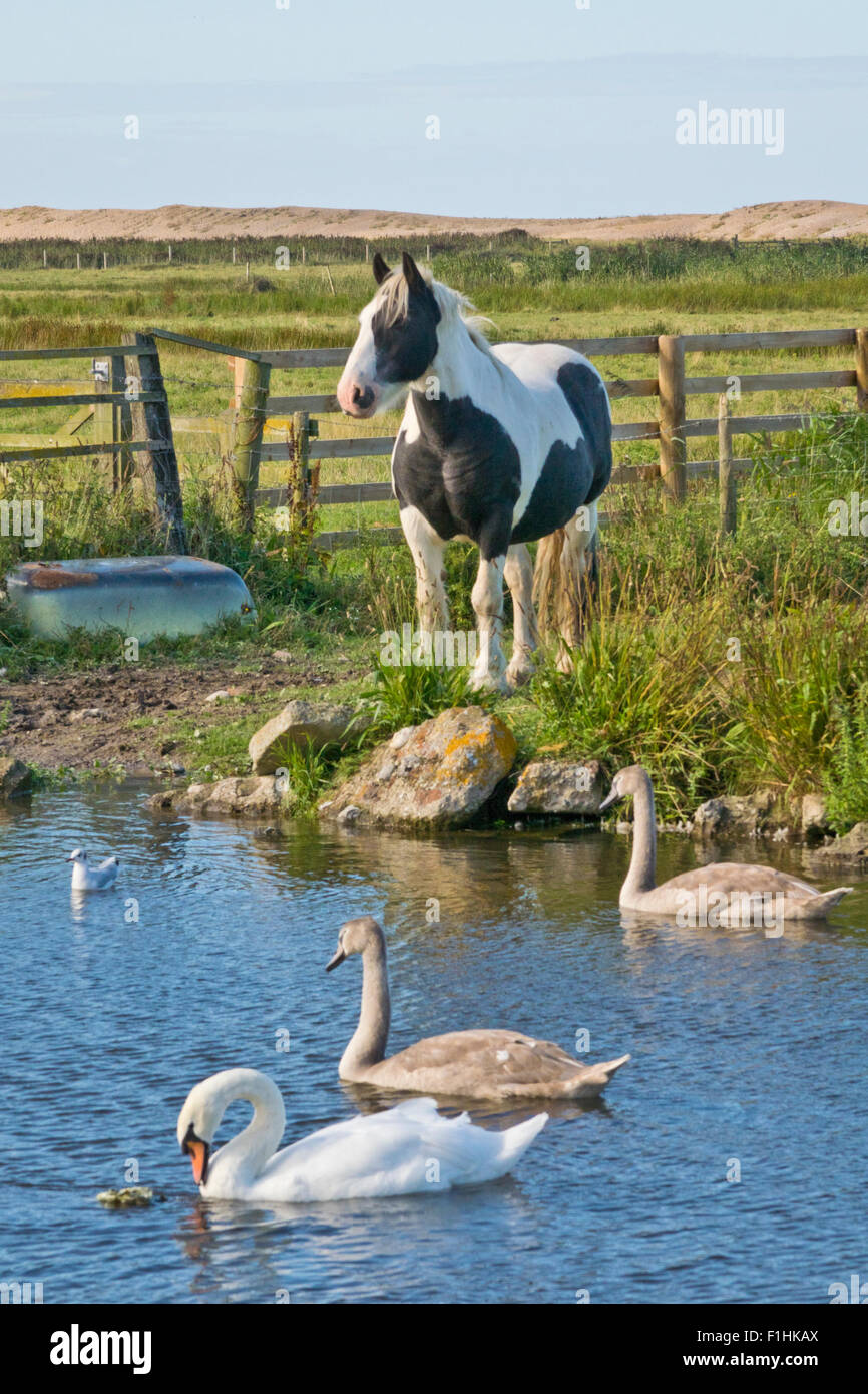 Pferd Teich Schwäne Stockfoto