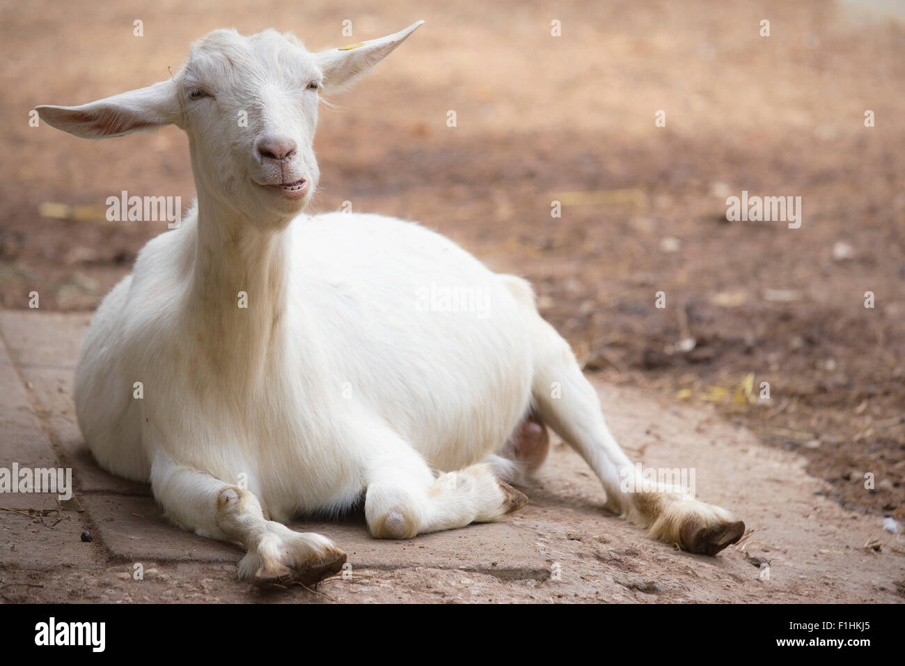 Weißes Schaf auf dem Boden liegend Stockfoto