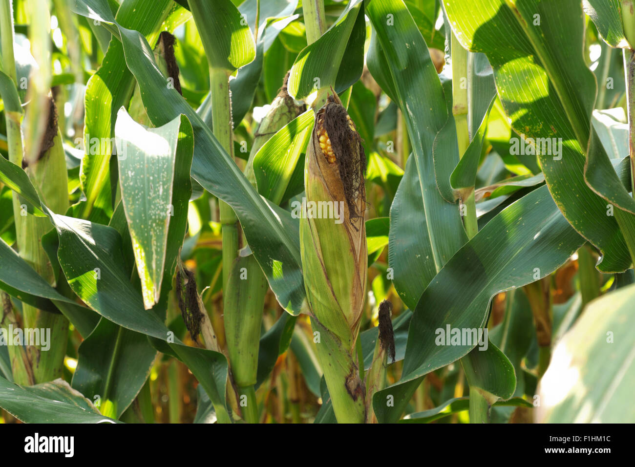 Feld Mais Reifung auf dem Halm in einem nördlichen Illinois. Stockfoto