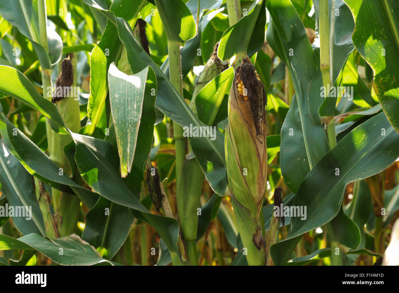 Feld Mais Reifung auf dem Halm in einem nördlichen Illinois. Stockfoto