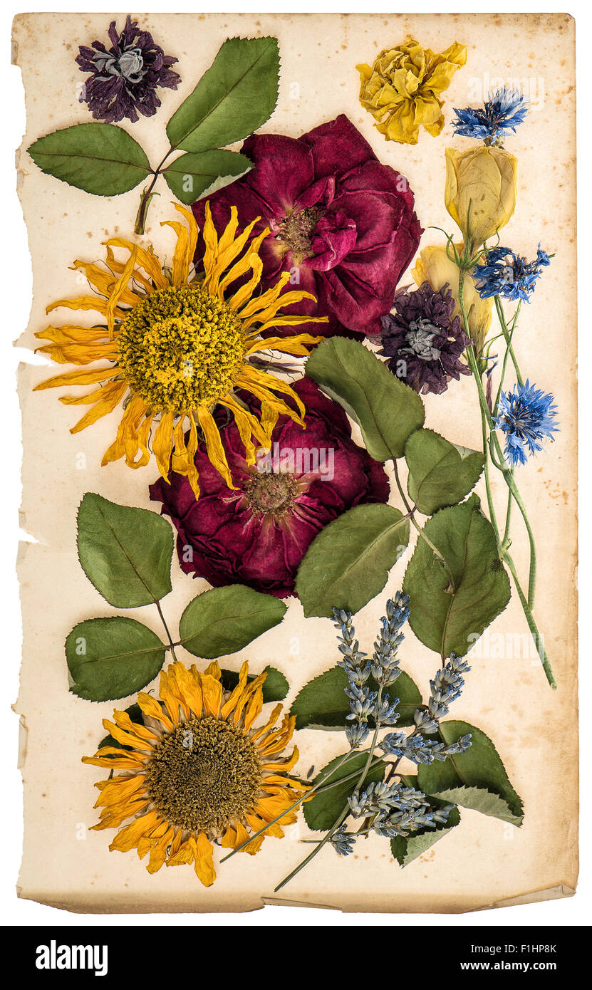 Getrocknete Blumen auf Alter Papier Blatthintergrund. Lavendel, Rosen, Sonnenblumen, Kornblume. Vintage Farbe getönt Bild Stockfoto