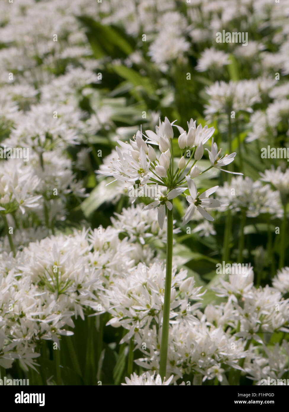 Bärlauch, Allium ursinum Stockfoto