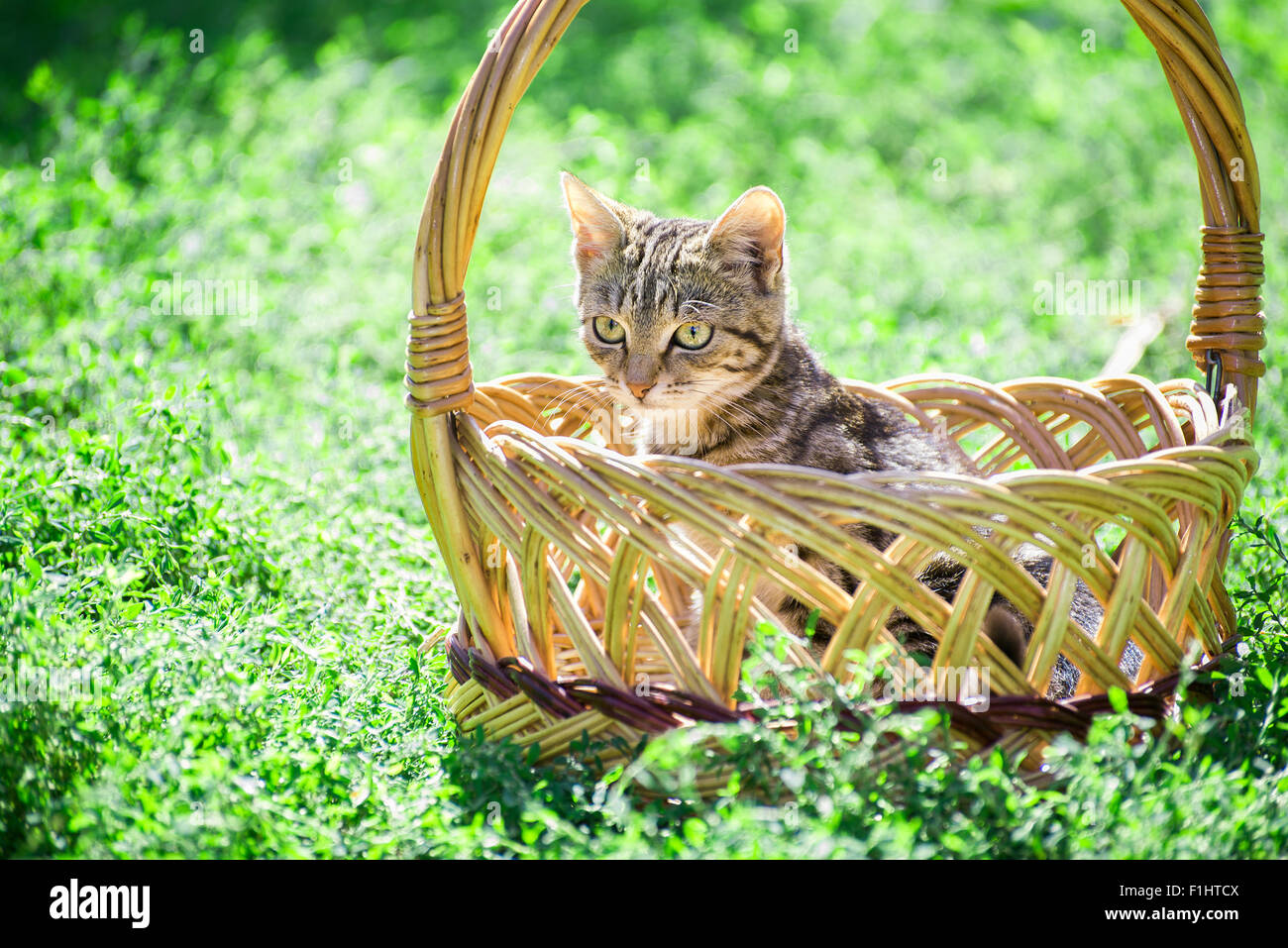 Porträt von Leopard print Katze in der Natur Stockfoto