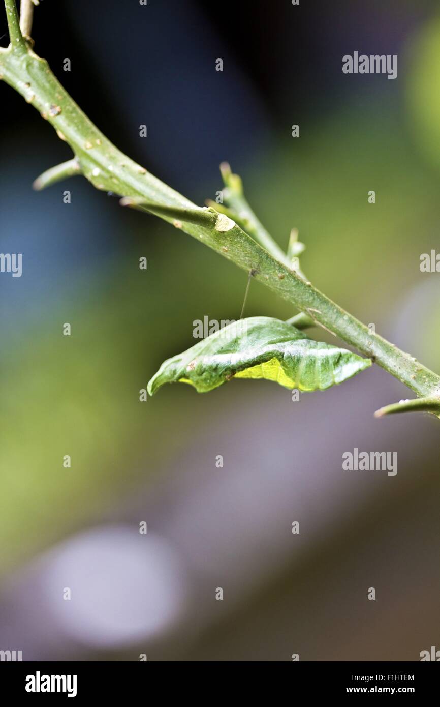 Puppe des Schmetterlings hängen Zweig im Sommer Stockfoto