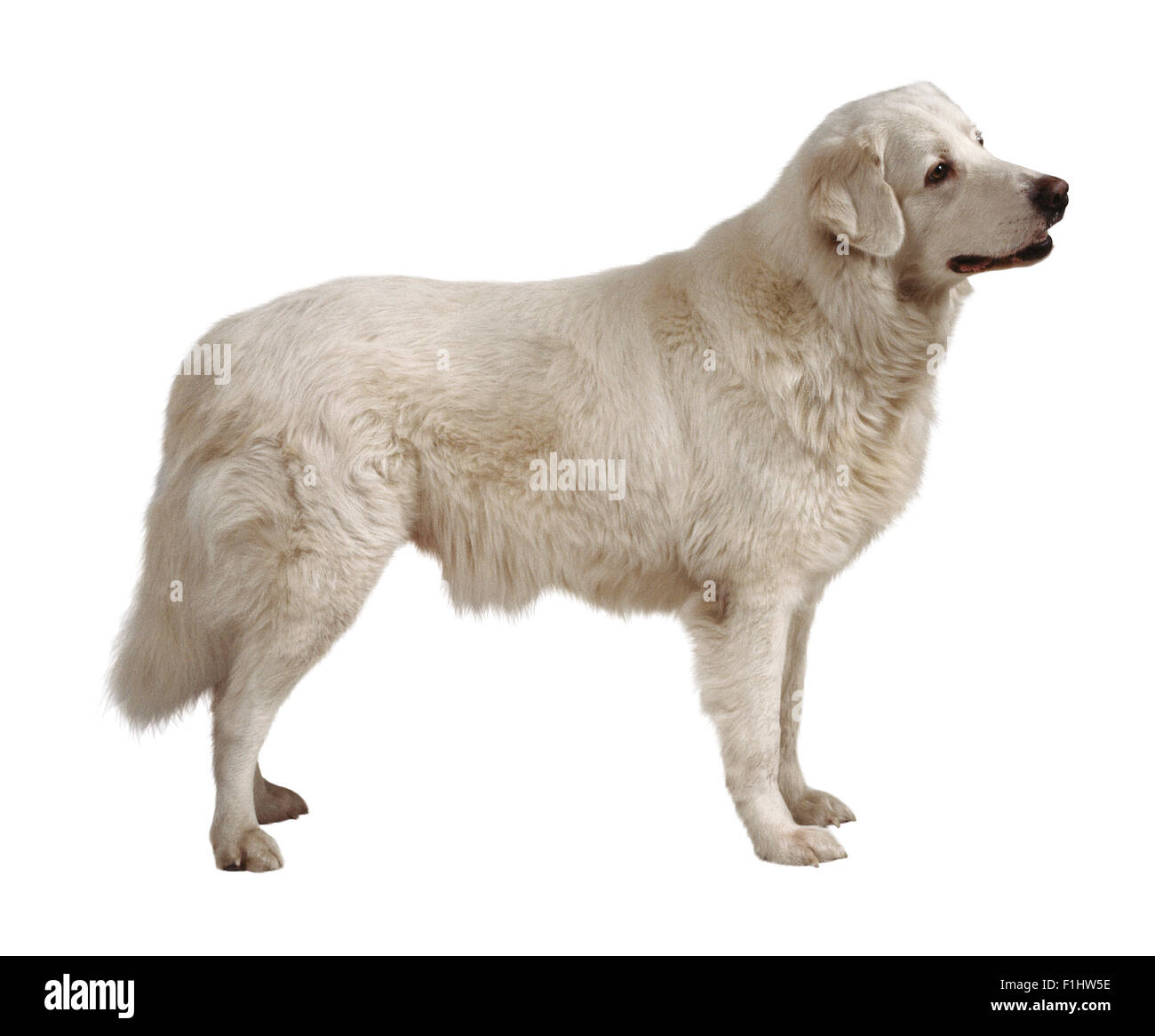 Maremma Sheepdog auf allen Vieren, Seite auf. Stockfoto