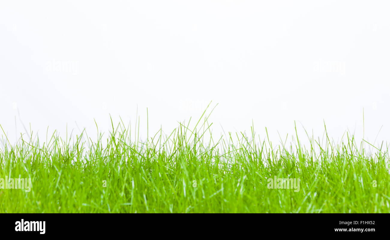Grüne Feder Rasen auf weiß Stockfoto