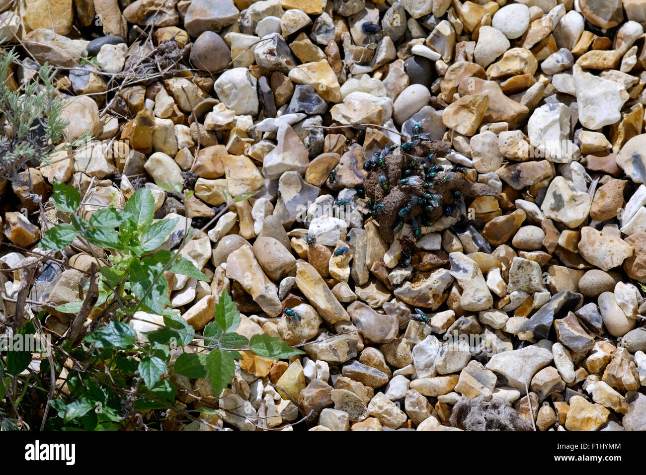 Schlag fliegt um Katze Kot auf Steinen in einem Garten Stockfoto