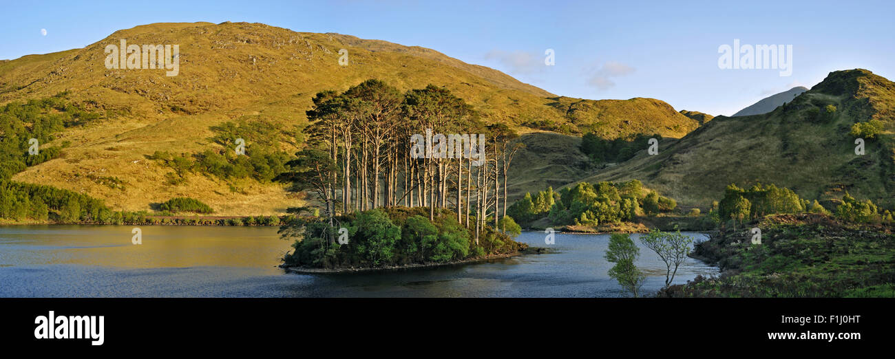 Eilean Na Moine Insel bedeckt mit Waldkiefern im Loch Eilt auf dem Weg zu den Inseln, Lochaber, West Highlands, Schottland, UK Stockfoto