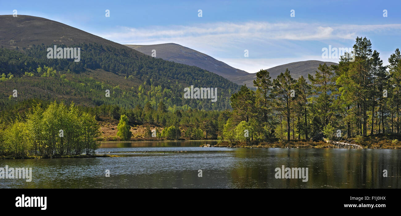 Kiefer-Wald rund um Loch Gamha im Rothiemurchus, Überrest der Caledonian Wald, Cairngorms NP, Scotland, UK Stockfoto