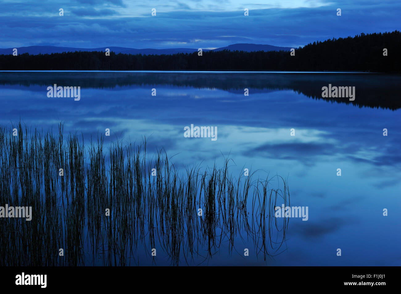 Silhouette Rasen spiegelt sich im Loch Garten bei Nacht, Cairngorms National Park, Strathspey, Scotland, UK Stockfoto