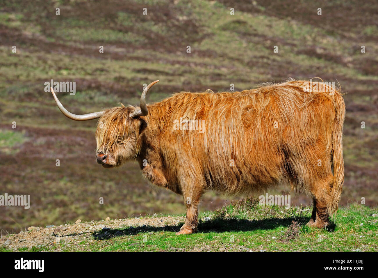 Highland-Kuh (Bos Taurus) Porträt in den schottischen Highlands, Schottland, UK Stockfoto