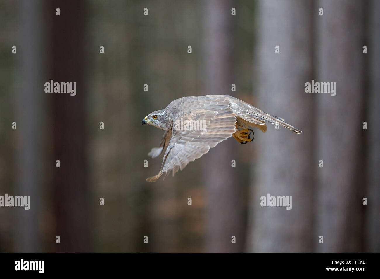 Nördlichen Habicht (Accipiter Gentilis) fliegen Thhrough Wald Stockfoto