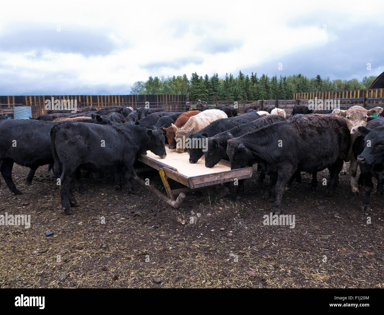 Galloway Black Angus X Yearlings, Rindfleisch Rinder Fütterung auf Boden Gerste & Diatomeous Erde. Stockfoto