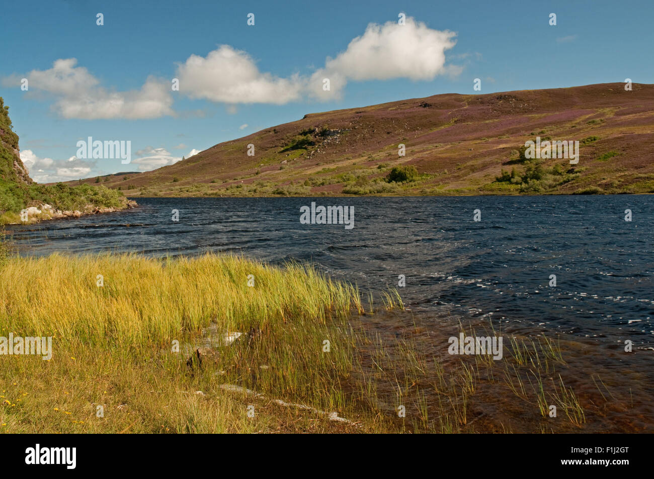 Heidekraut heraus in Blüte am Loch Ceo Glais Stockfoto