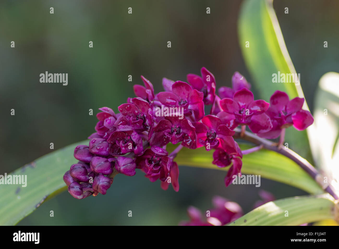 Tropfen Wasser auf Blütenblätter der roten Orchidee blüht Stockfoto