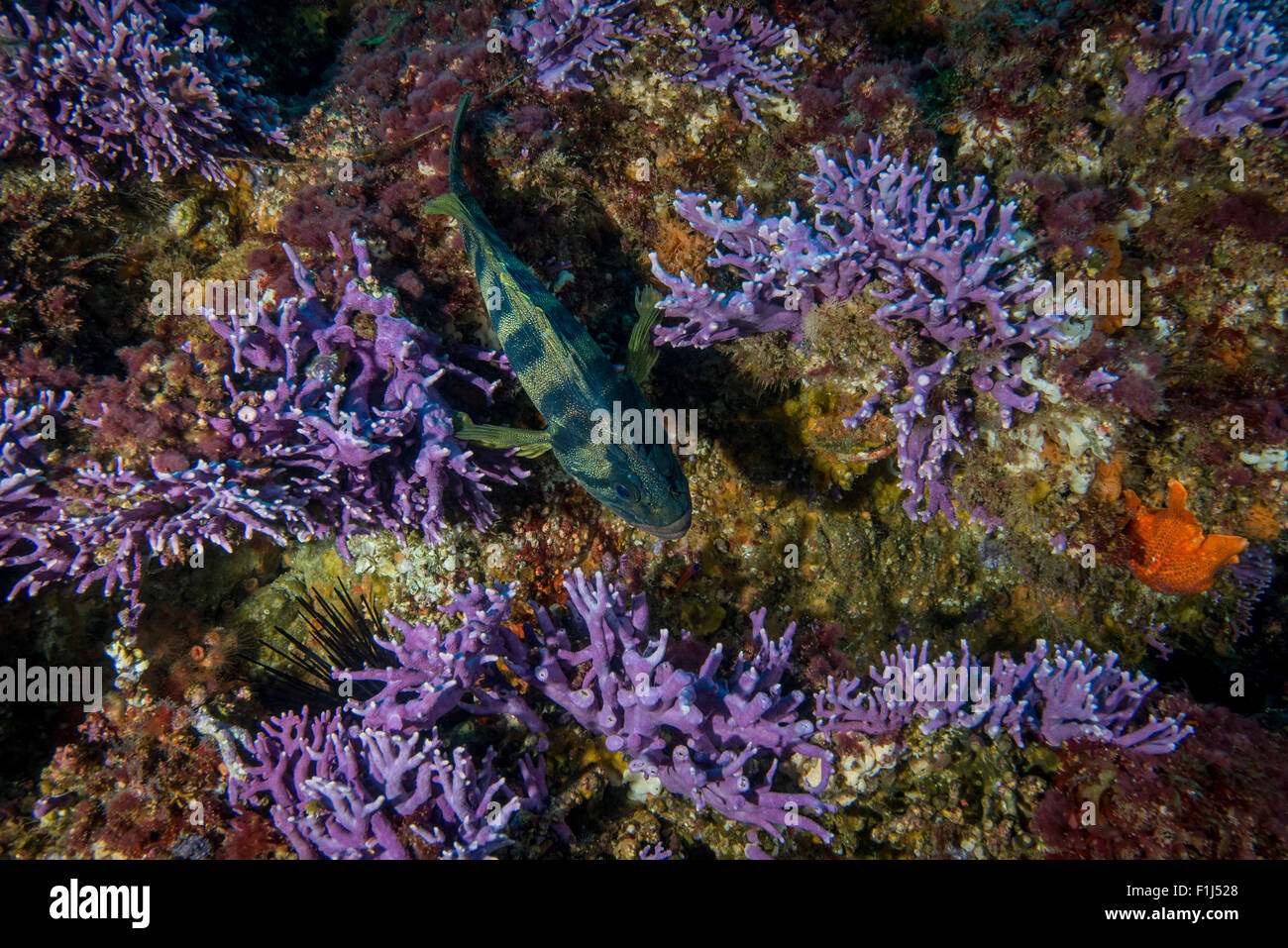 Eine Reife Treefish Sebastes Serriceps Drachenköpfe ruht unter lila hydrocoral Stockfoto