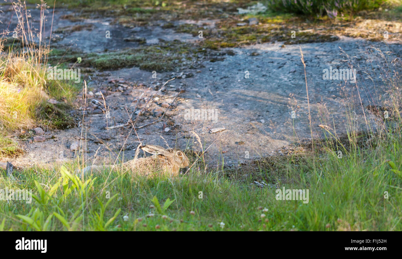 Braune Wildkaninchen im Wald im Sommer Stockfoto