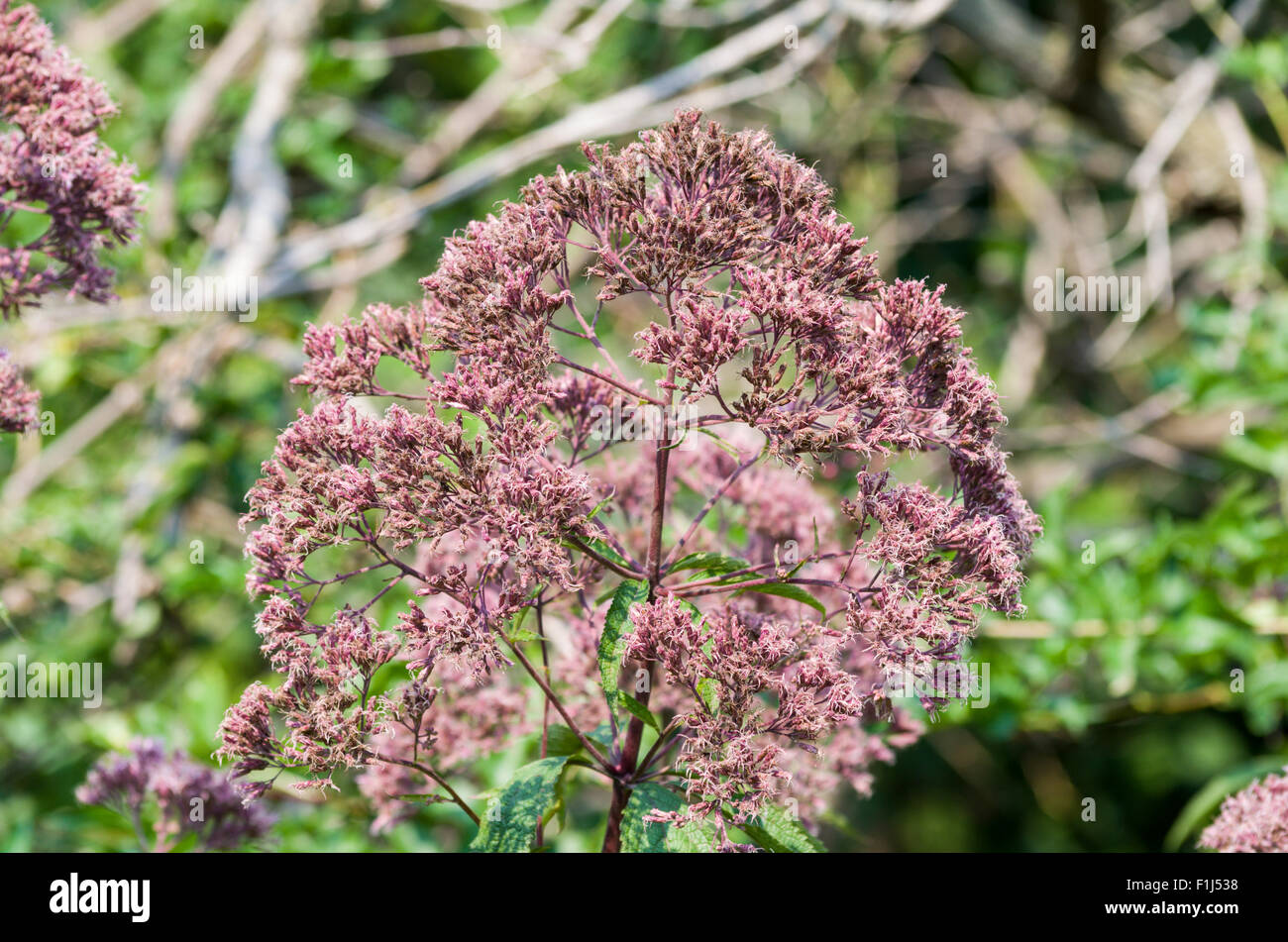 Joe Pye Weed (Eutrochium) Stockfoto