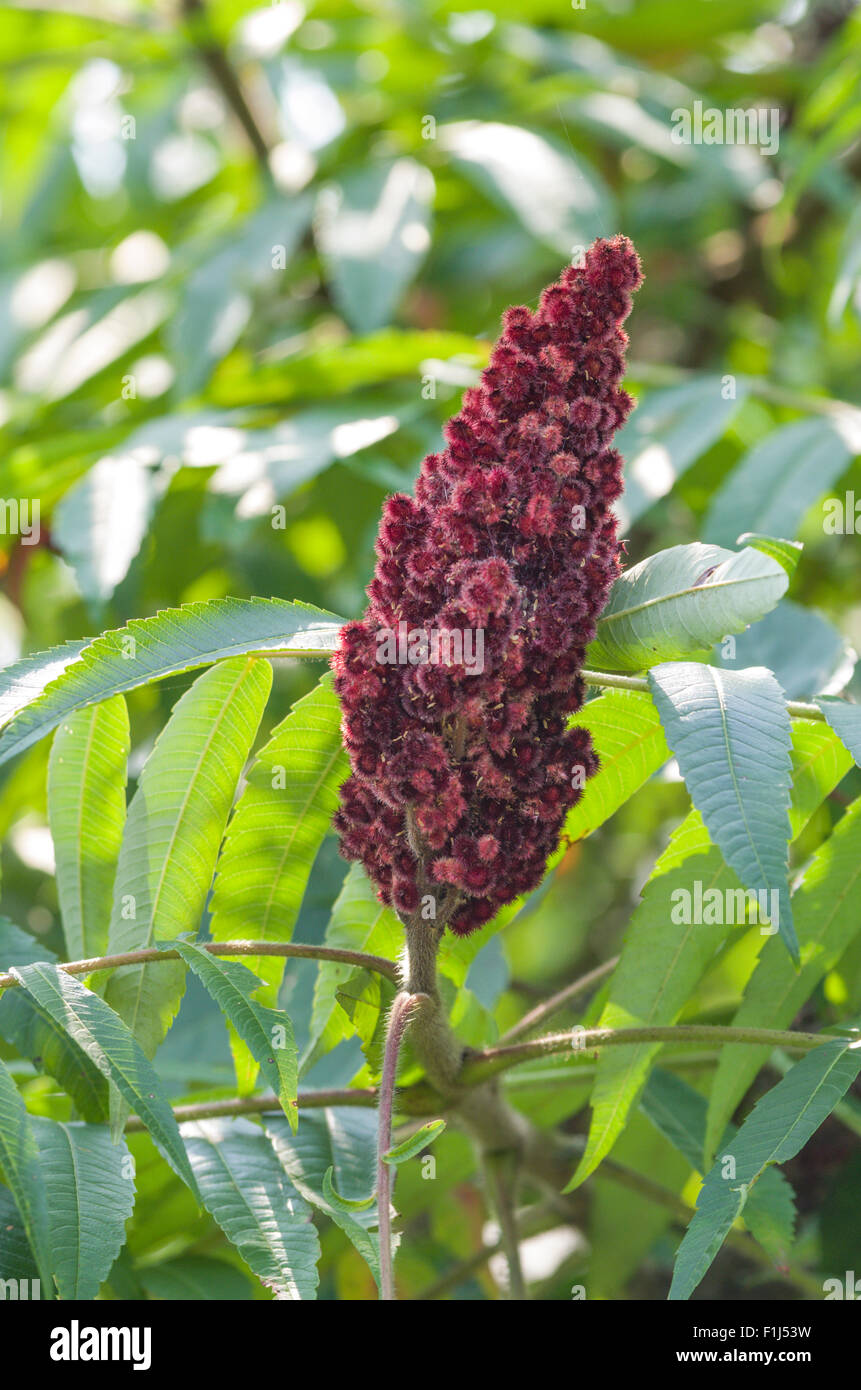 Sumac Frucht Stockfoto