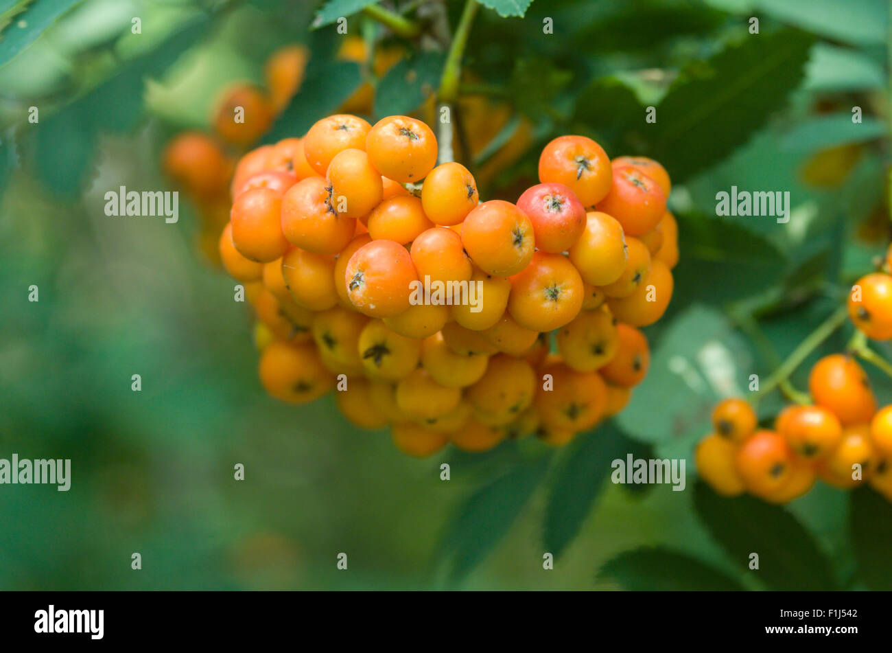 Rinde Der Alten Eberesche Sorbus Aucuparia Eberesche Stockfotos und ...