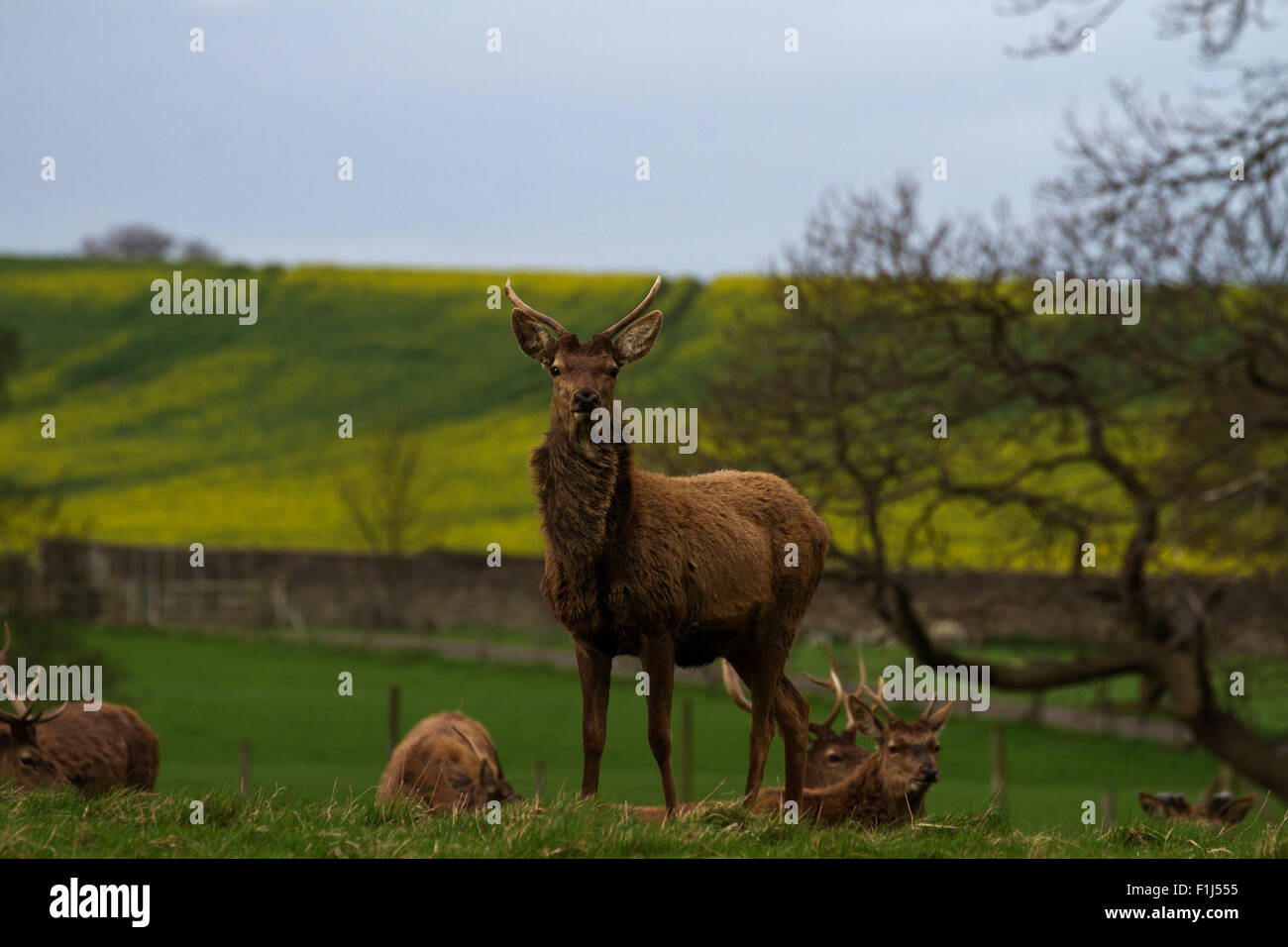 Alarm Jungen Hirsch Stockfoto