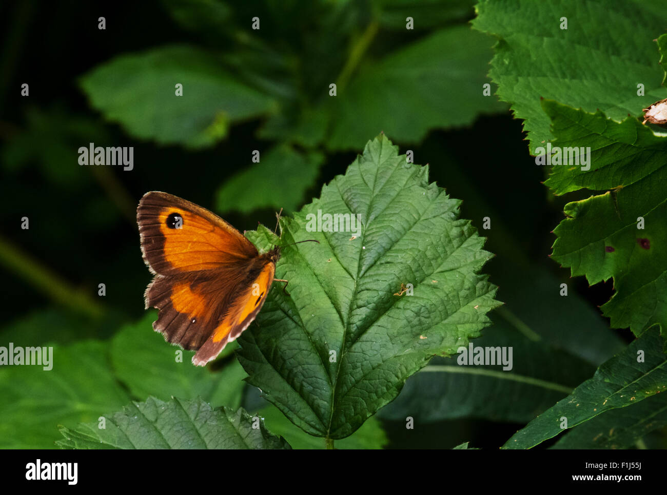 Ruhenden Gatekeeper-Schmetterling Stockfoto