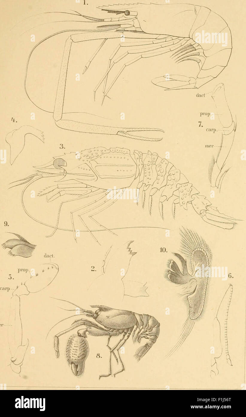 Klassen und Ordnungen des Tierreichs - wissenschaftlich dargestellt in Wort und Bild Stockfoto