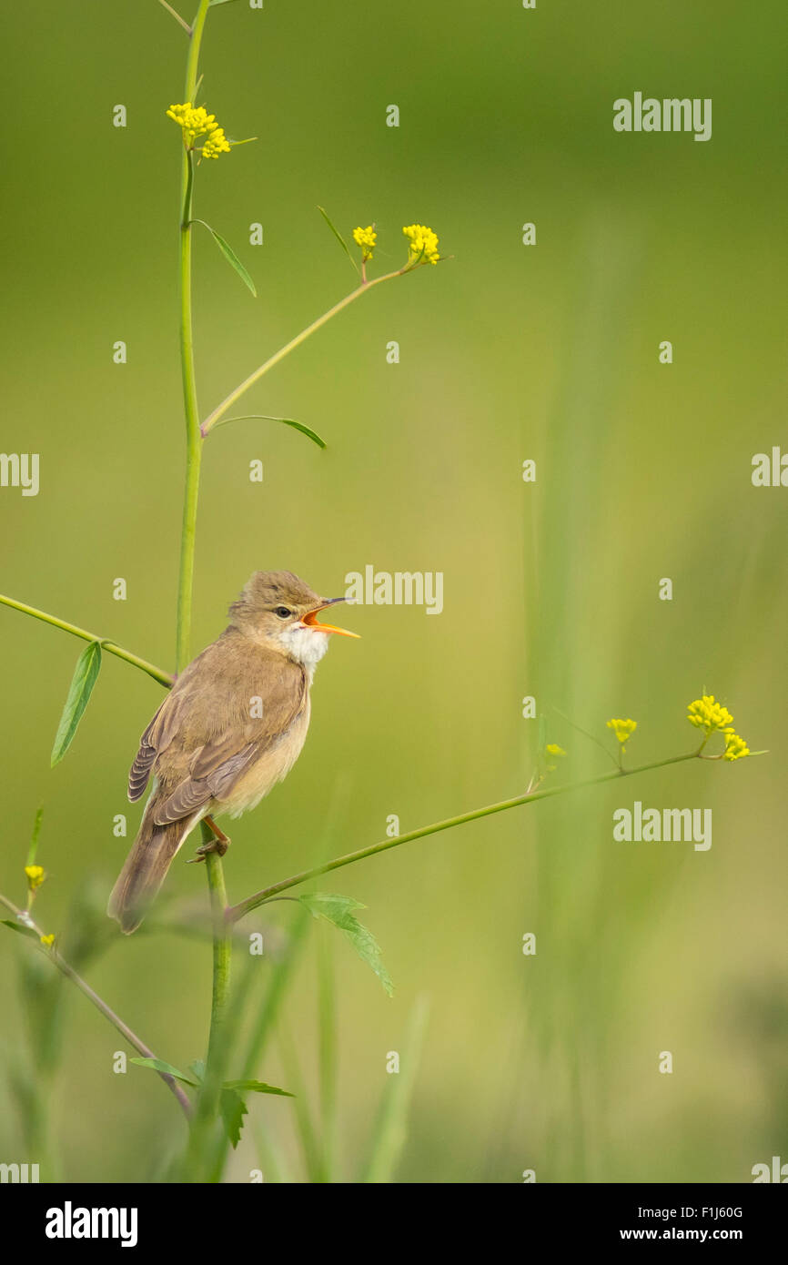 Marsh Warbler (Acrocephalus Palustris) Vogel singen in einem Feld mit gelben Blüten Stockfoto