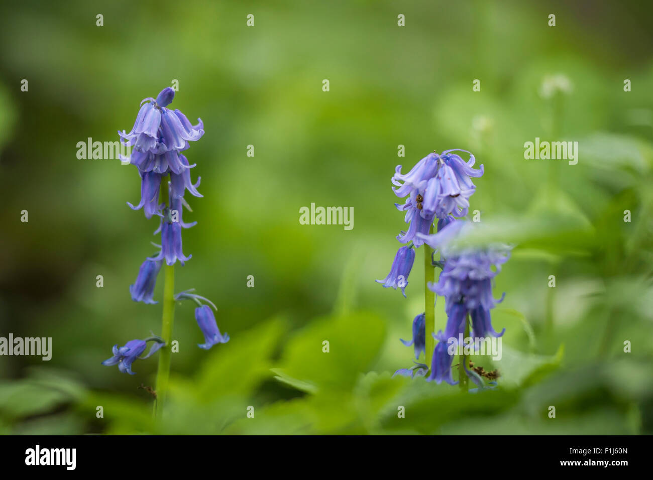 Close-up ein paar lila gemeinsame Bluebell (Hyacinthoides non-Scripta) blühen in einem dunklen Wald. Stockfoto
