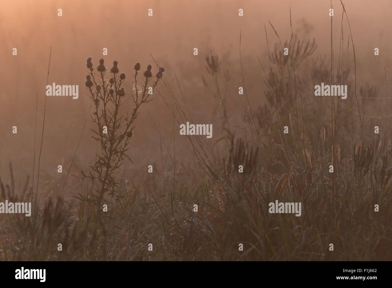 Die Silhouette einer Distel Blume und anderen Feuchtgebietspflanzen in den frühen Morgenstunden, orange Leuchten in einem Nebel bedeckt Marsh. Stockfoto