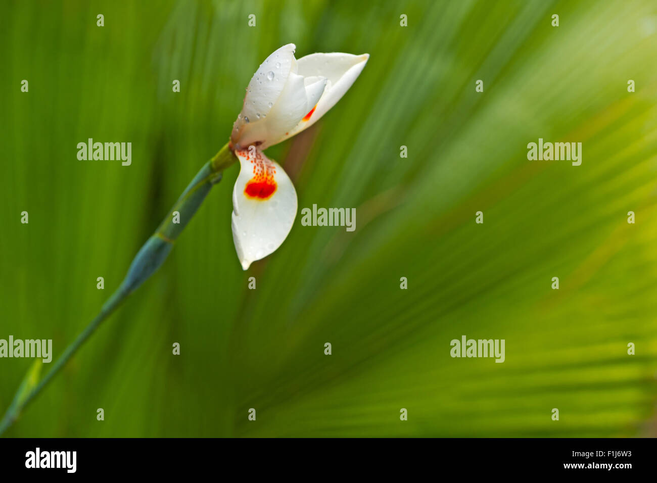 Weiße Iris Blütenknospe mit Tau, grünen Palmwedel als Hintergrund Stockfoto