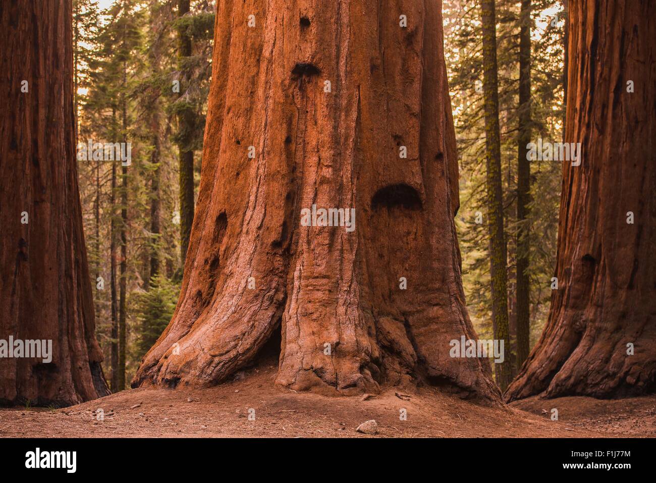 Gigantischen Sequoia Bäumen im Sequoia National Forest, Kalifornien, USA. Stockfoto