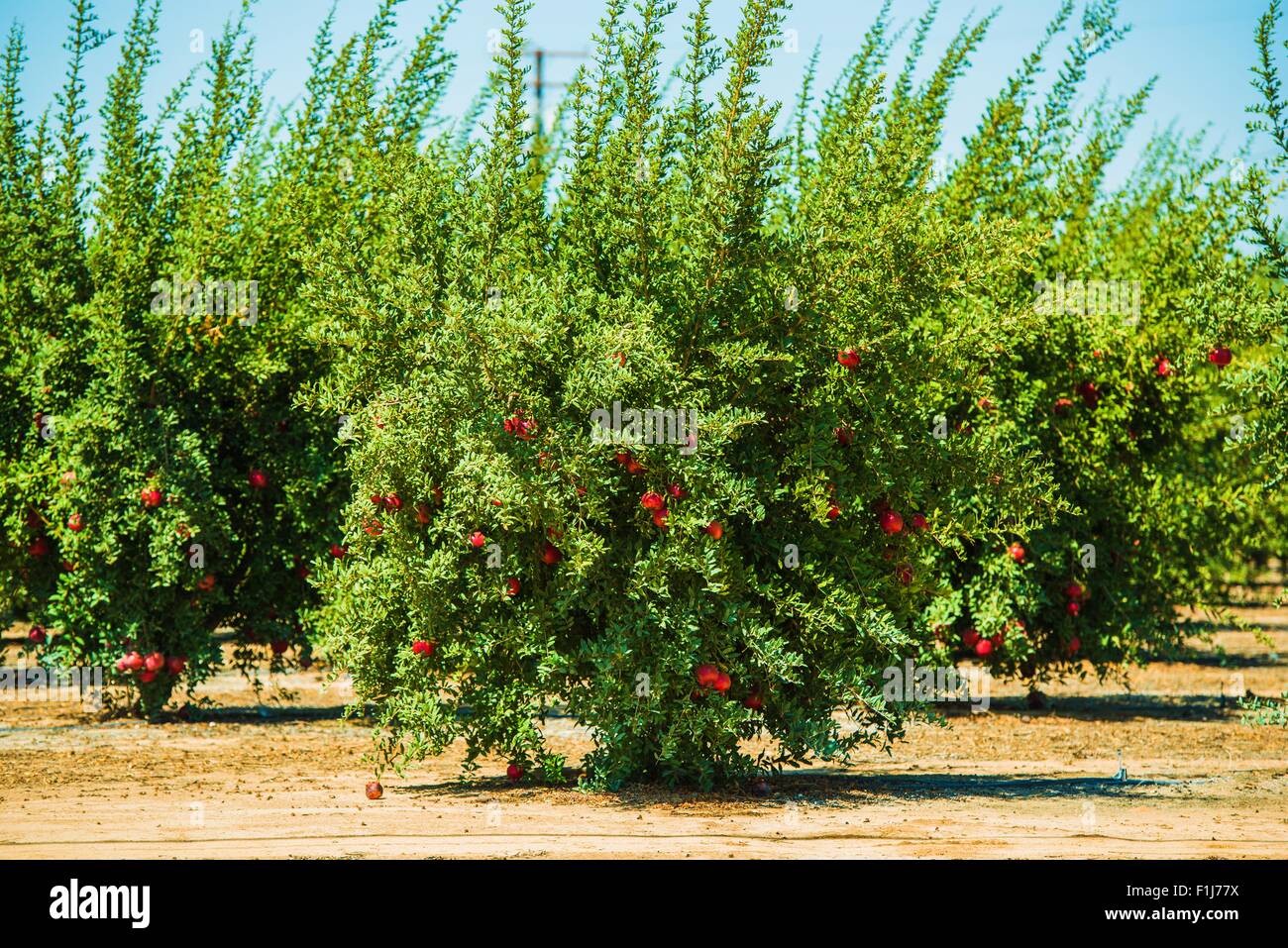 Granatapfel-Anbau. Granatapfelbäume mit Früchten in Kalifornien, Vereinigte Staaten von Amerika. Bio Granatapfel-Plantage Stockfoto