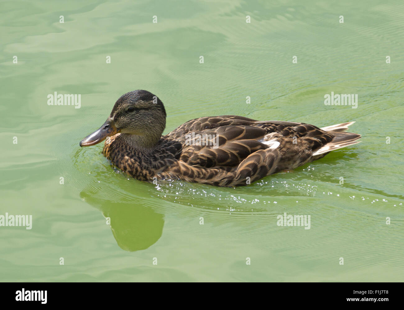 Eine Ente im Wasser Stockfoto
