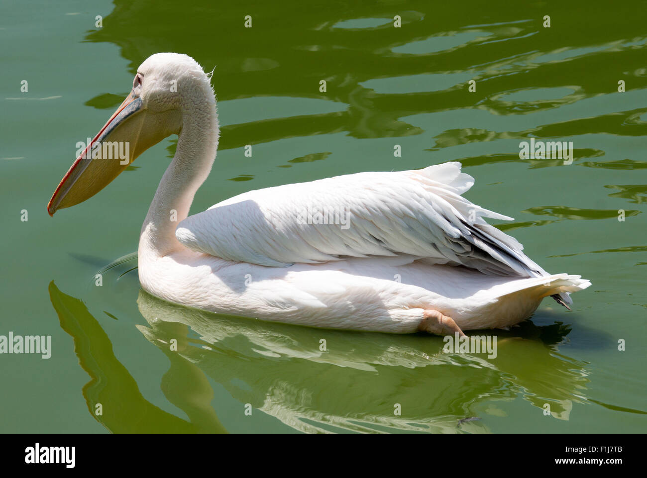 Ein Pelikan im Wasser schwimmen Stockfoto