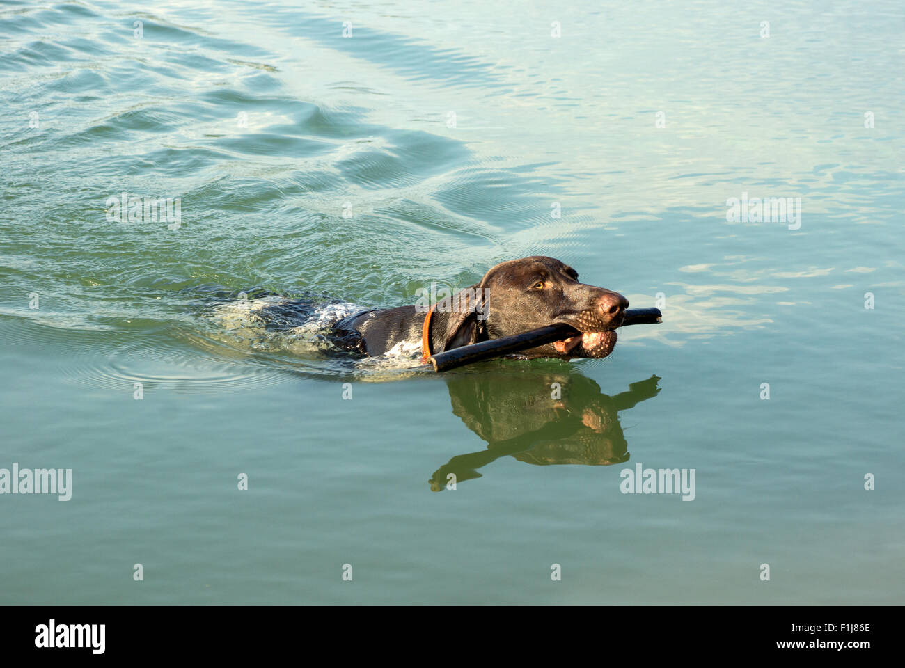 Deutsche kurze Haare Zeiger bringen geworfen Stick im Wasser Stockfoto