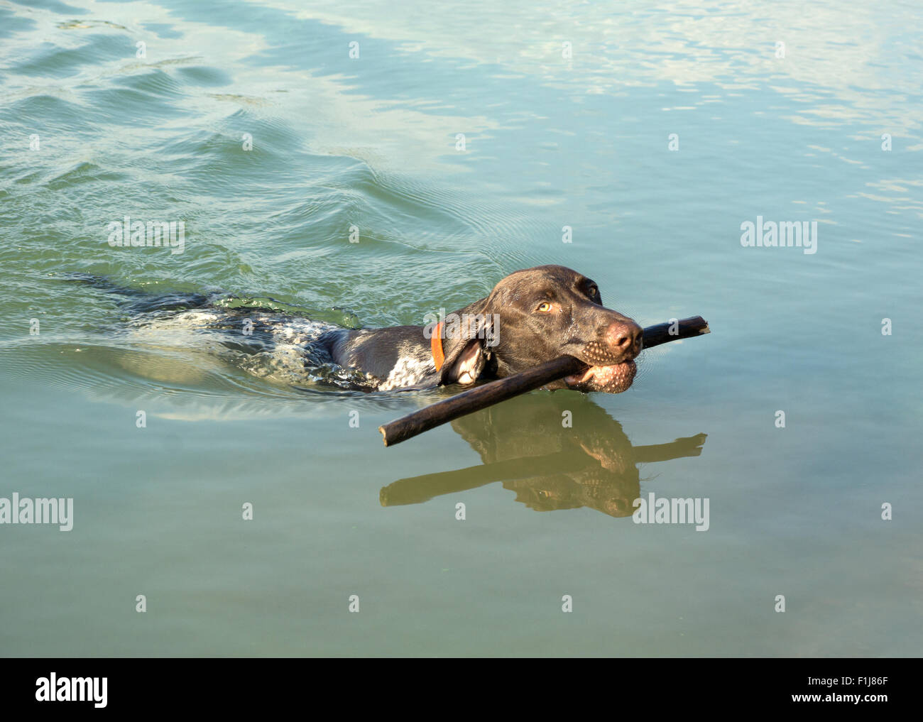 Deutsche kurze Haare Zeiger bringen geworfen Stick im Wasser Stockfoto