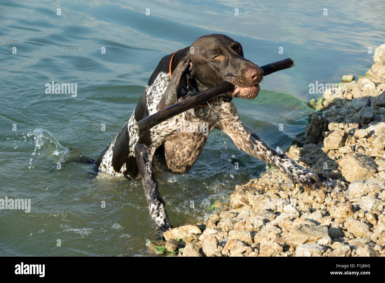 Deutsche kurze Haare Zeiger bringen geworfen Stick im Wasser Stockfoto