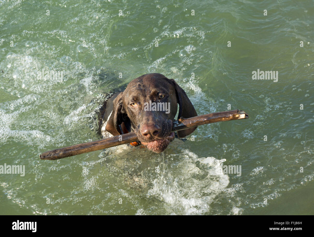 Deutsche kurze Haare Zeiger bringen geworfen Stick im Wasser Stockfoto
