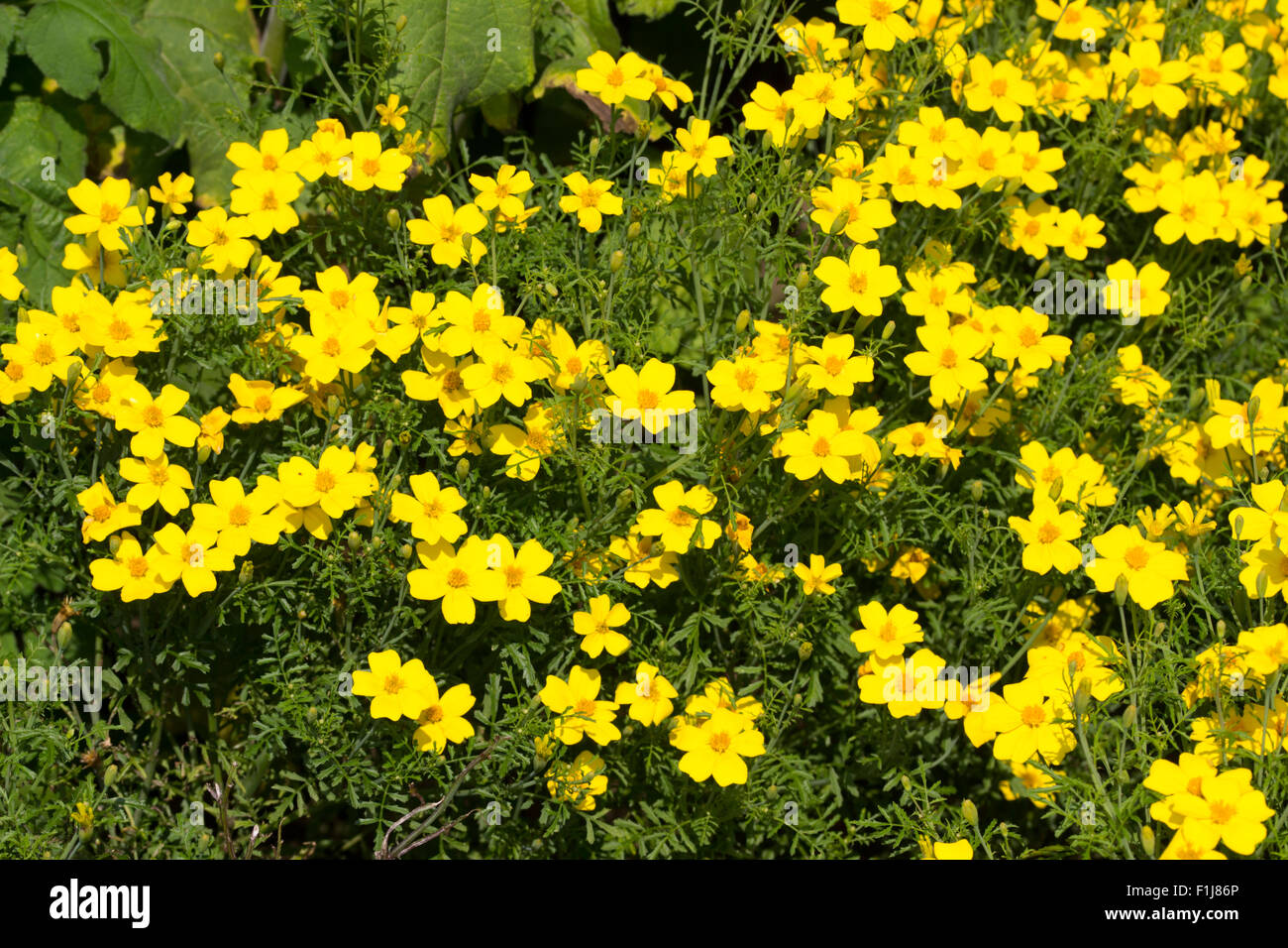 Goldene zentrierte gelben Blüten der half-hardy mehrjährige, Bidens Aurea, oft verwendet als Sommer-Bettwäsche Stockfoto