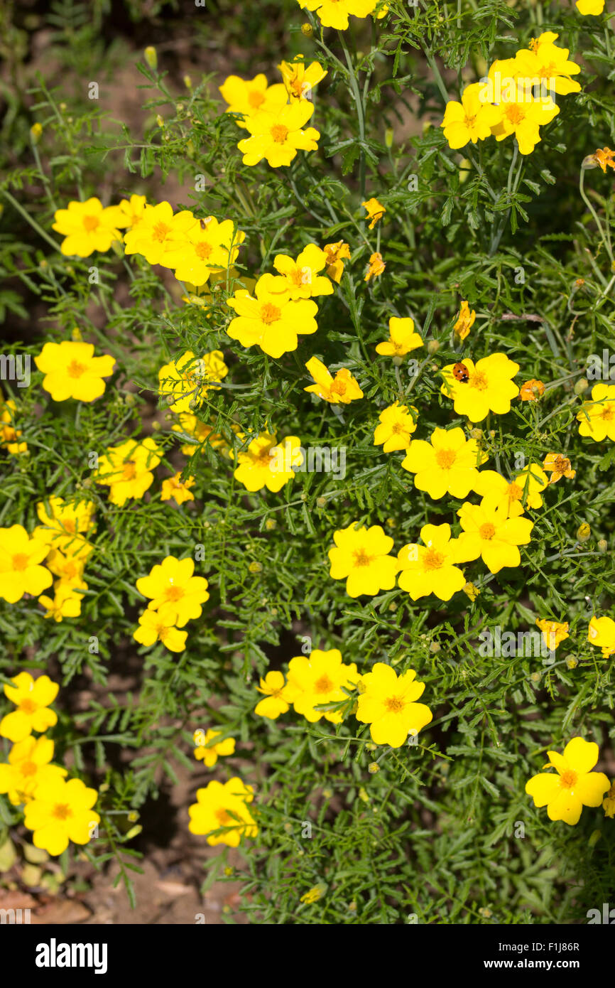 Goldene zentriert gelben Blüten der half-hardy mehrjährige, Bidens Aurea, oft verwendet als Sommer-Bettwäsche Stockfoto