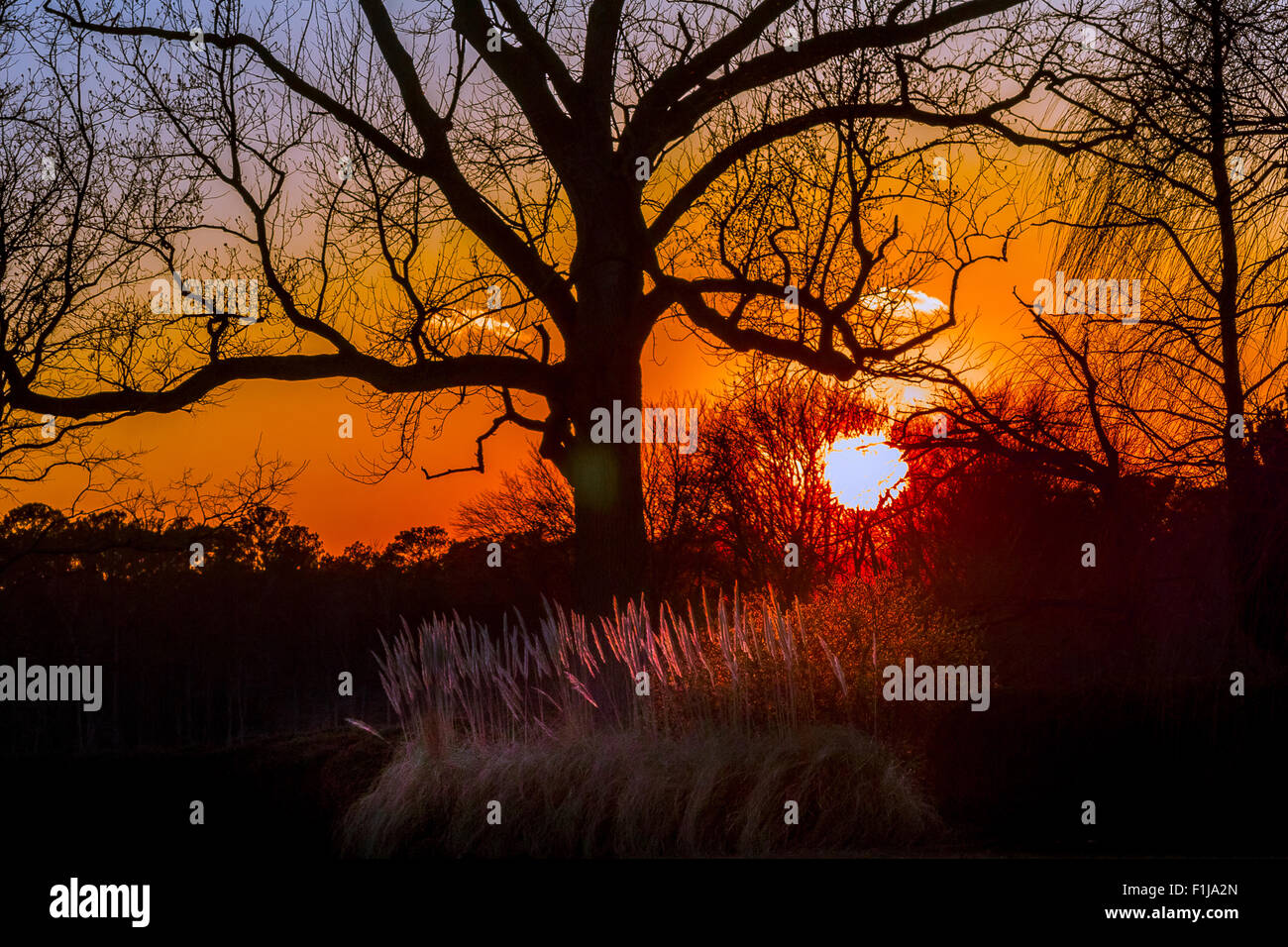 Strandhafer und Elm Tree Silhouette bei Sonnenuntergang Stockfoto