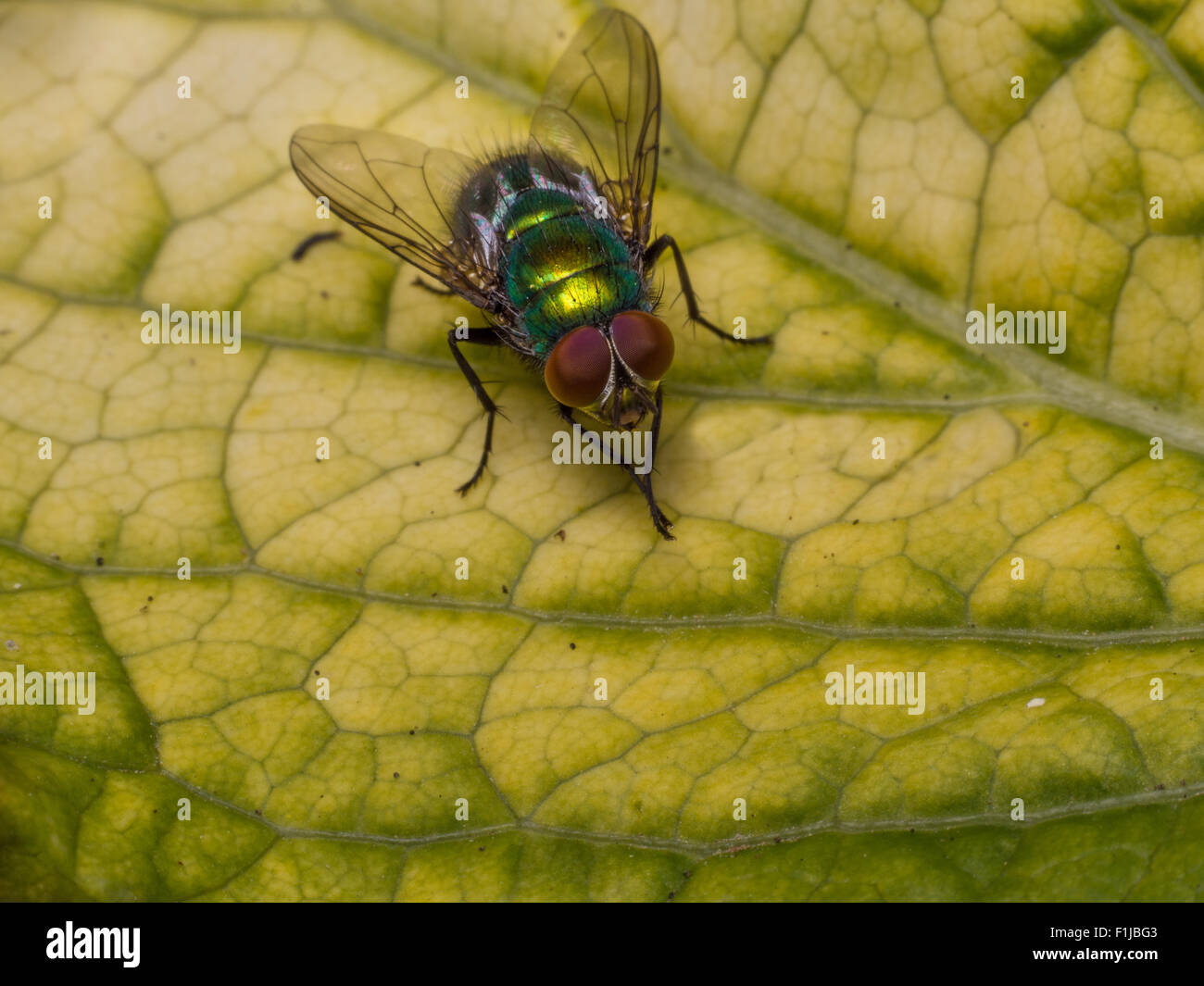 Ein Greenbottle oder Lucilia Caesar Schmeißfliege thront auf einem gelben und grünen Blatt. Stockfoto