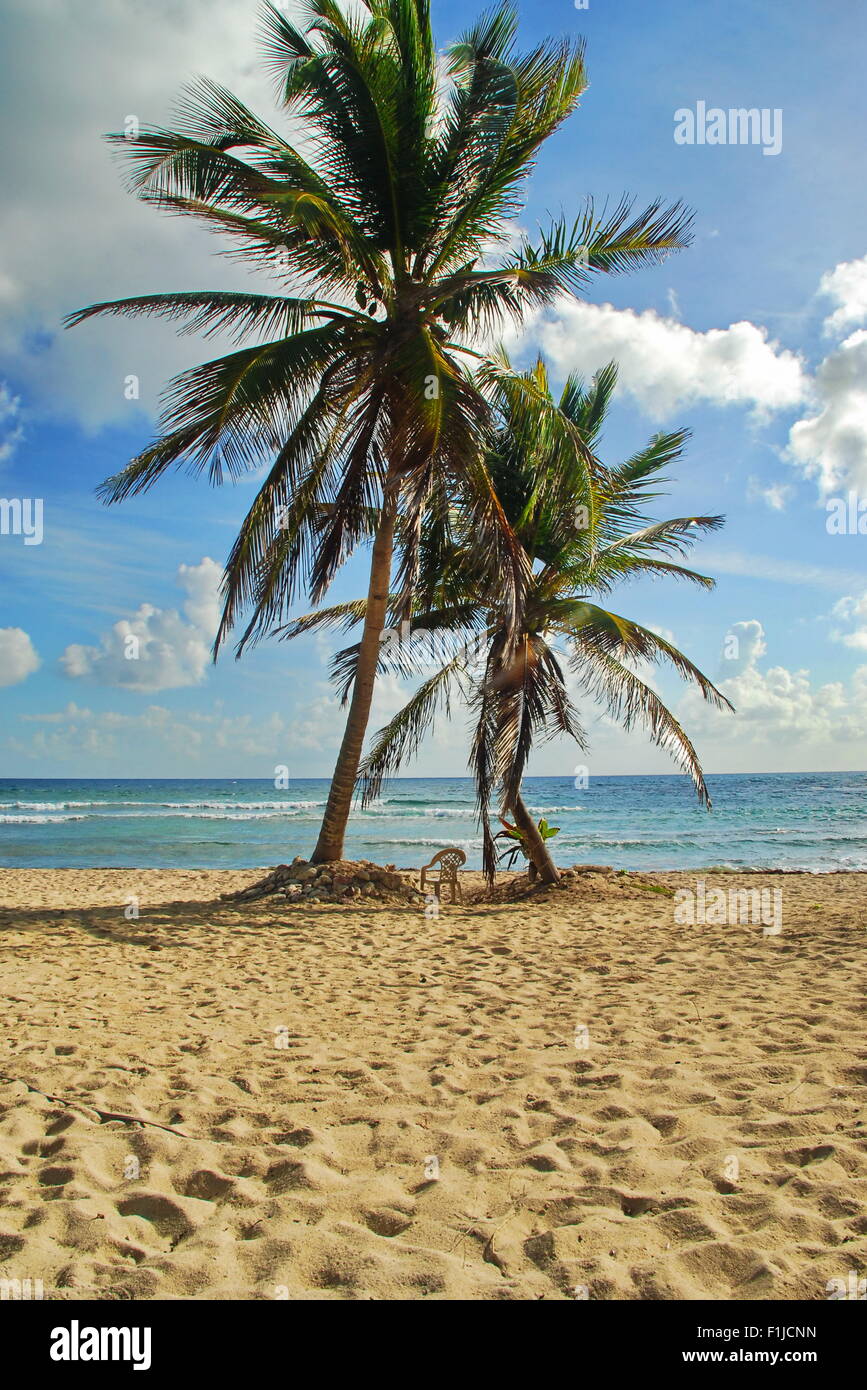 Zwei Palmen stützte sich auf den Sandstrand von der Insel St. Croix, US Virgin Islands vor strahlend blauem Himmel und weißen Wolken Stockfoto