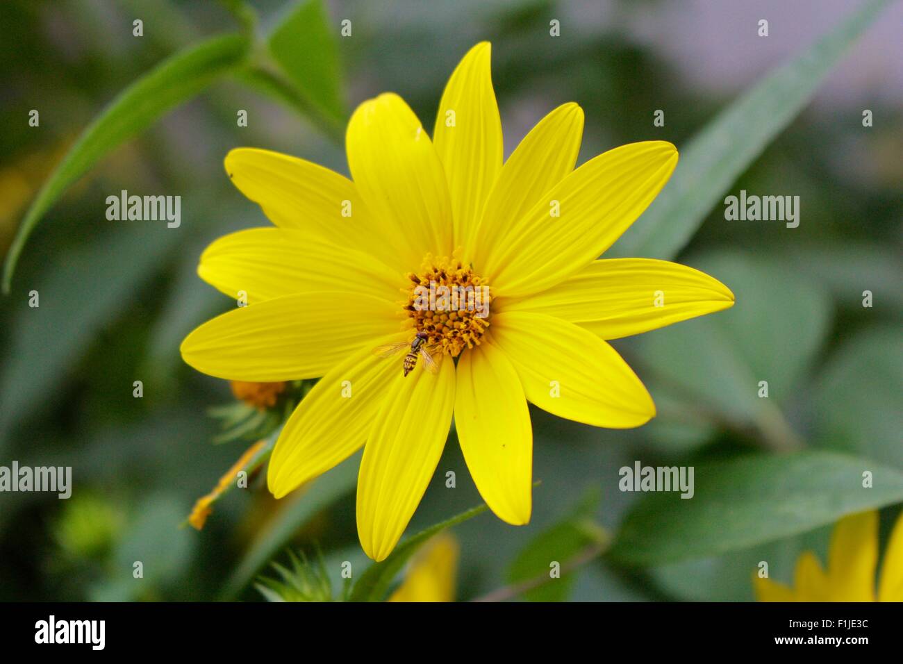 Woodland Sonnenblume mit Hoverfly. Stockfoto